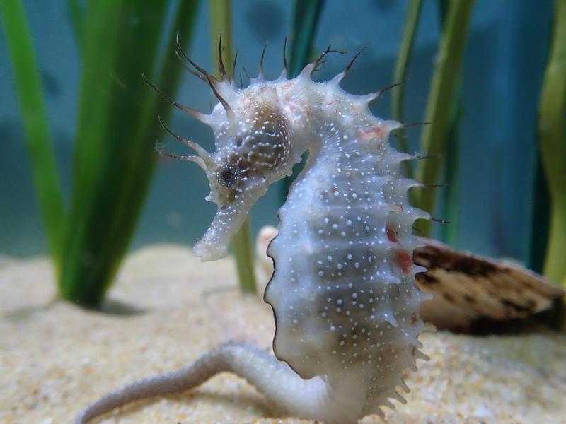 Anglesey Sea Zoo — venue for hire in Llanfairpwllgwyngyll
