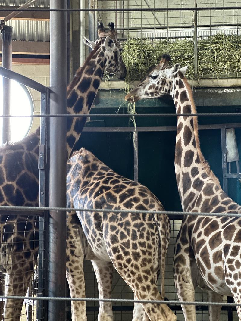 Marwell Zoological Park — venue for hire in Winchester